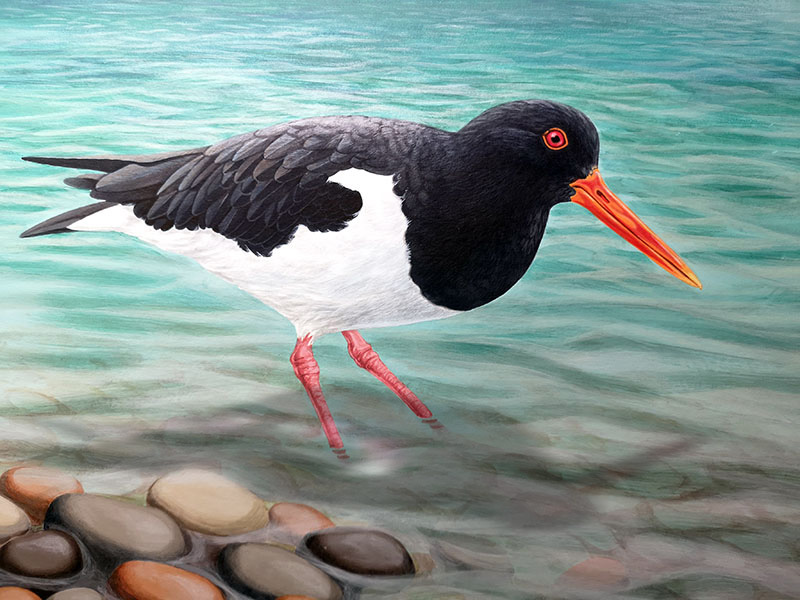 Oystercatcher