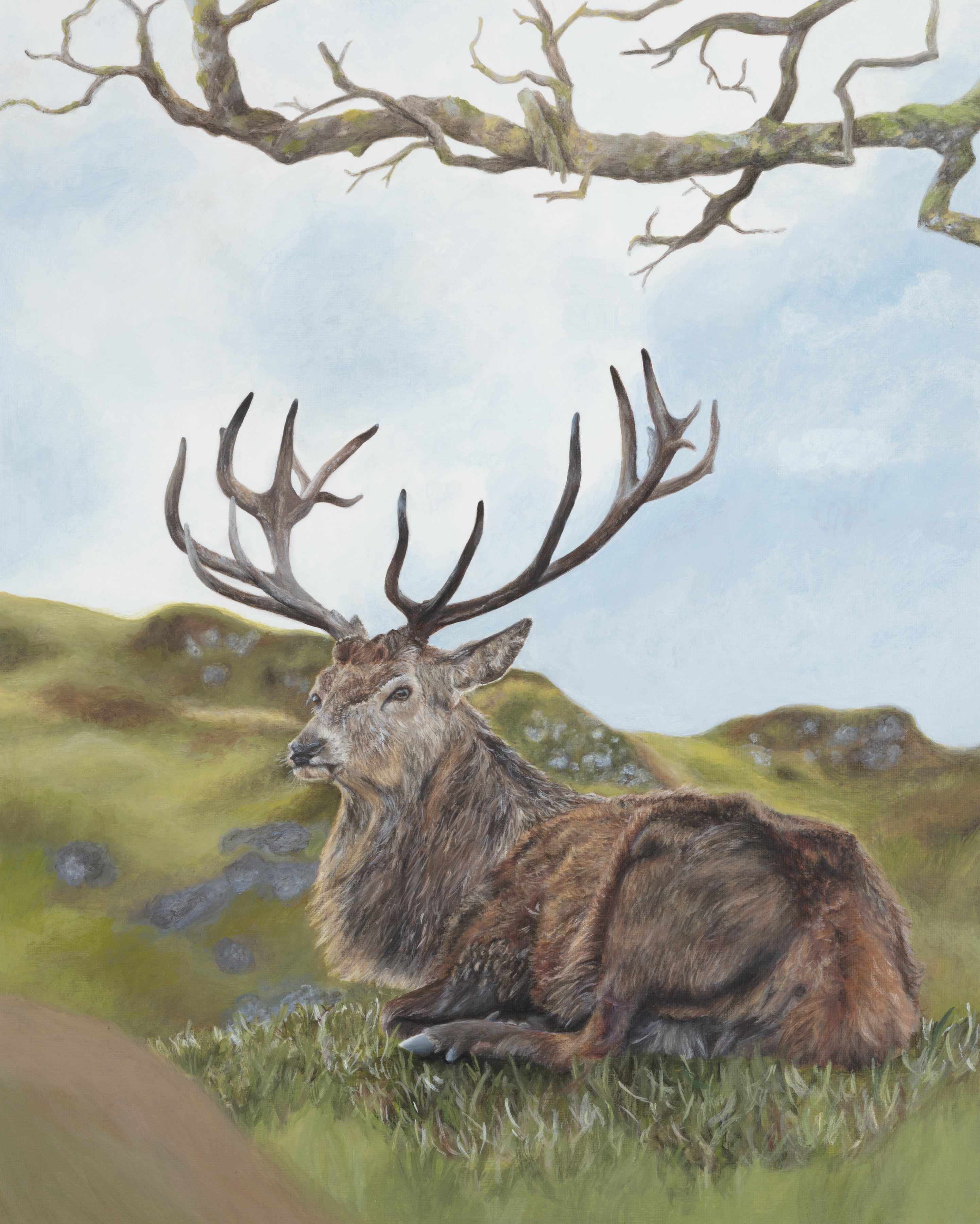 Stag