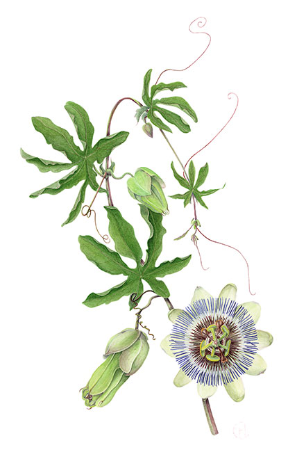 Passiflora